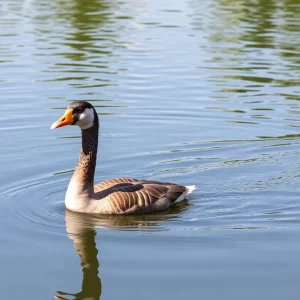 A healthy Egyptian goose swimming at Mueller Lake after rescue.